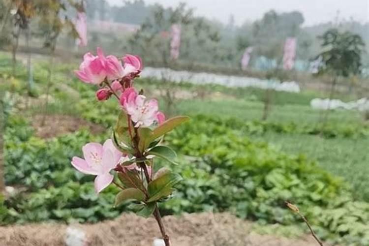 十月份白菜叶子上长出一块块核桃大的黄干斑咋回事,怎么解决？
