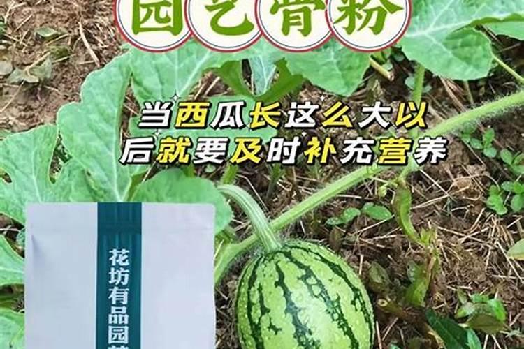 种西瓜用什么肥料最好