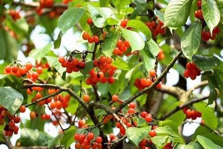 樱桃树花前花后施什么肥好