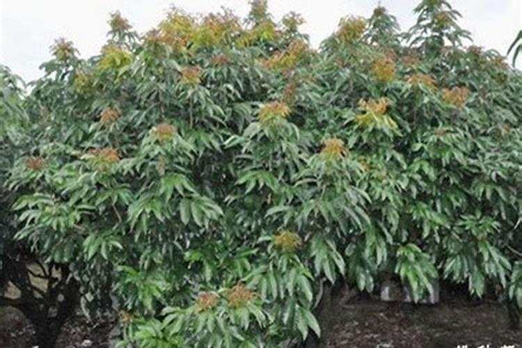 荔枝专用叶面肥什么好