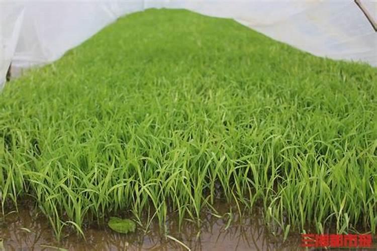 果树促花用什么叶面肥好？