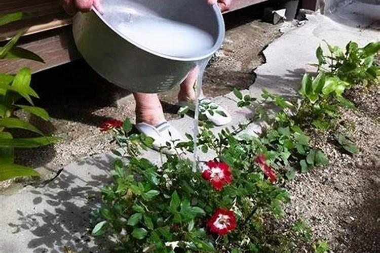 浇花肥水一屋子臭味怎么办