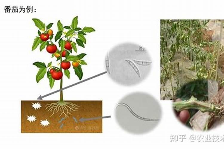 硼肥怎么样？如何使用？