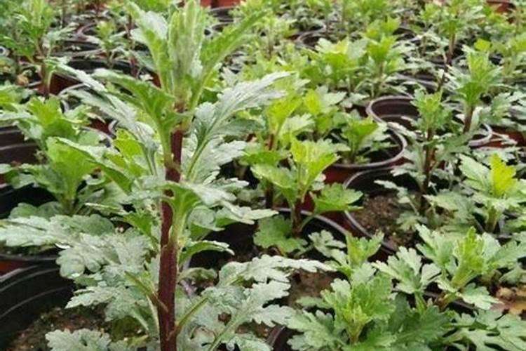 压的菊花枝条什么时候施肥