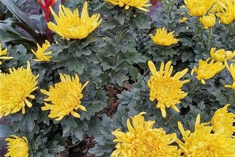菊花怎么种植