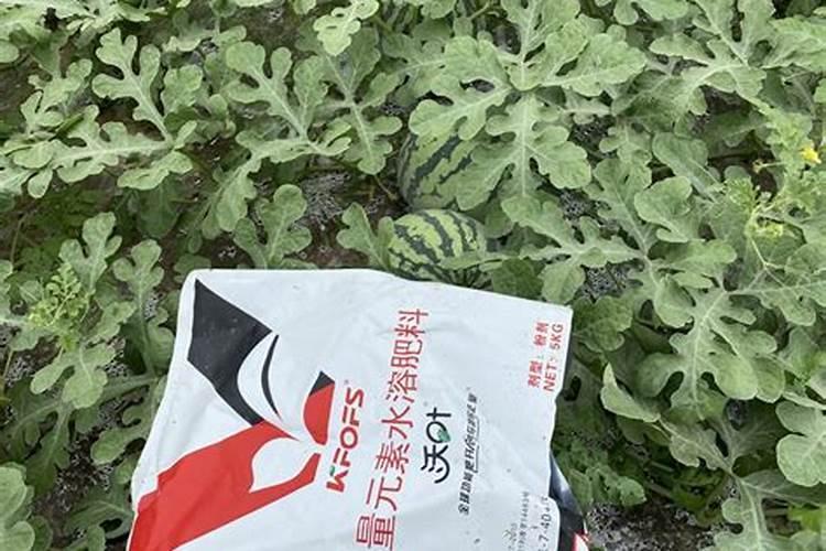 定植西瓜需要冲施什么肥？