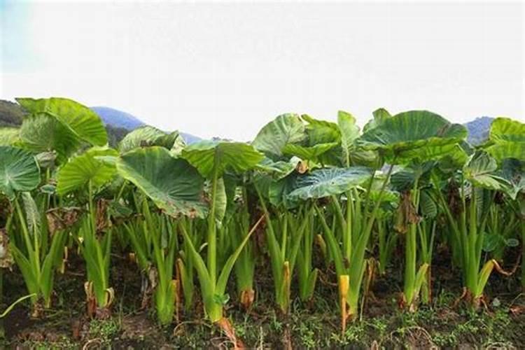 毛芋七月份施什么肥最好