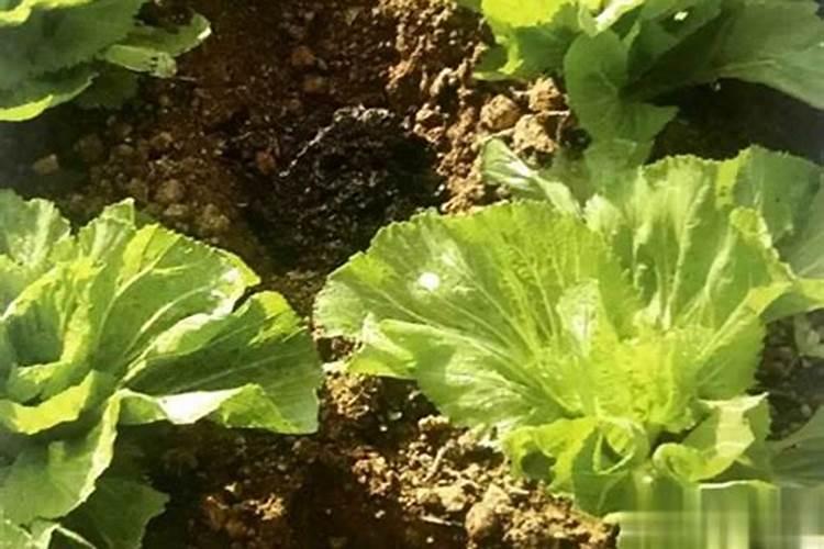 种菜最实用的肥料,是先下肥料还是先下种子