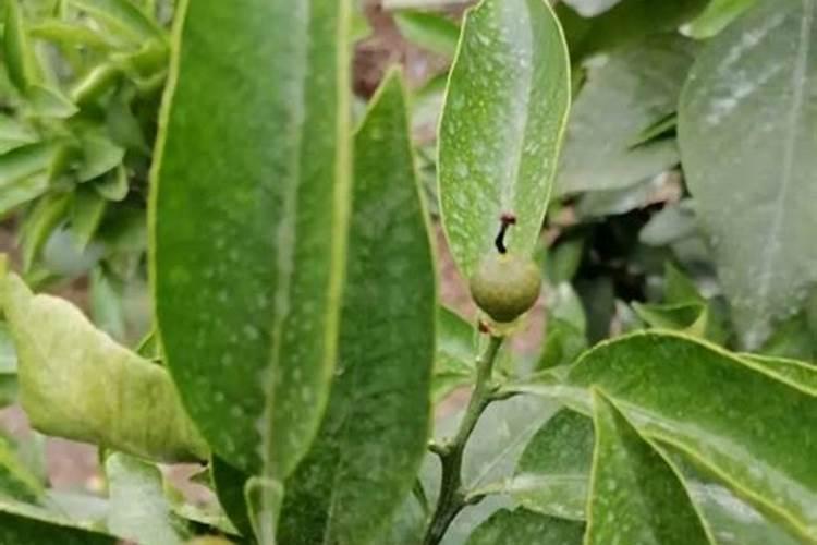 茶花施什么肥最好茶花施什么肥
