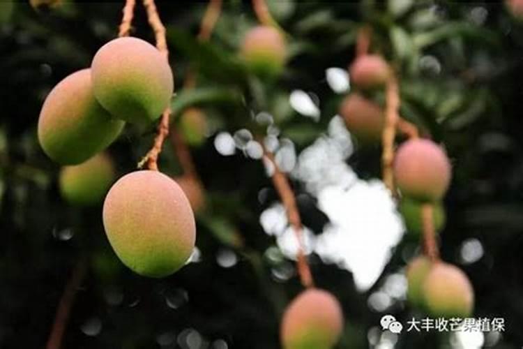 芒果开花期的管理技术是什么