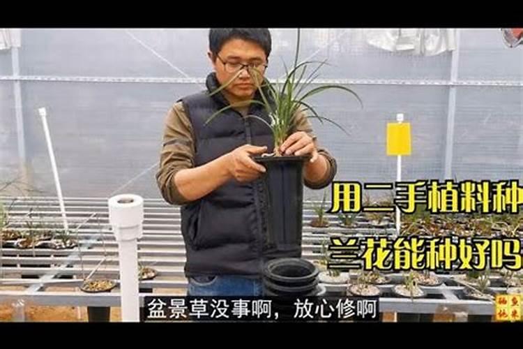 磷酸二氢钾使用方法兰花