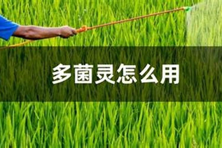 新上盆的发财树用多菌灵好还是代森锰锌？