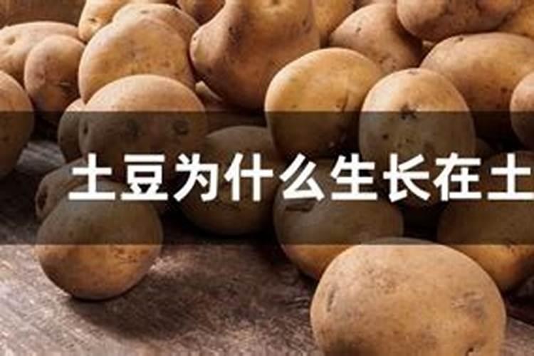 种土豆用什么肥料最好