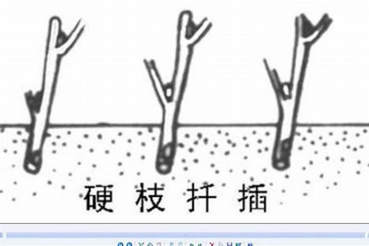 3种月季扦插方法