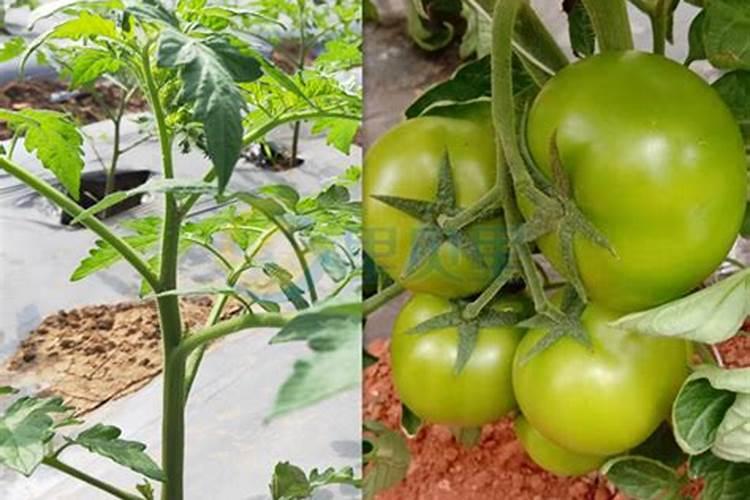 西红柿的种植用什么肥料好