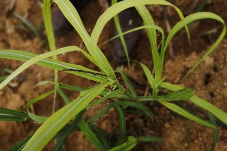 甘庶拔节期施什么肥