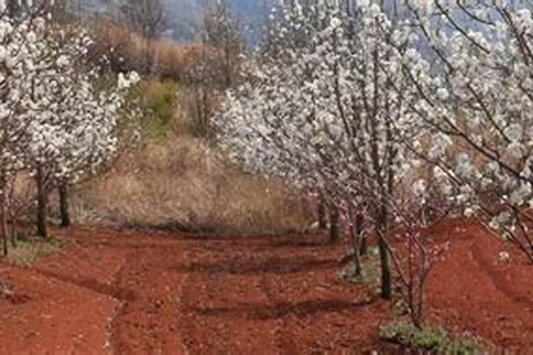 兰花使用代森锰锌有哪些注意事项