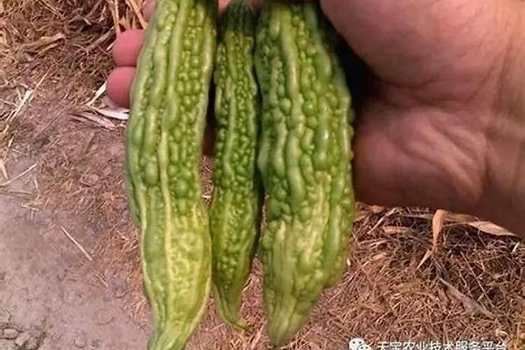 种植的苦瓜出现了温室白粉虱,这是什么原因导致呢？