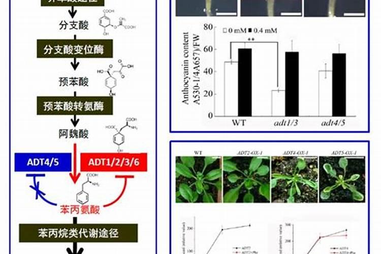 黄瓜得了霜霉病怎么办