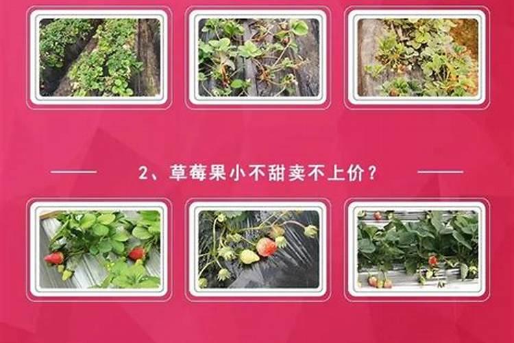 种出来的草莓太小 施什么肥好？？？