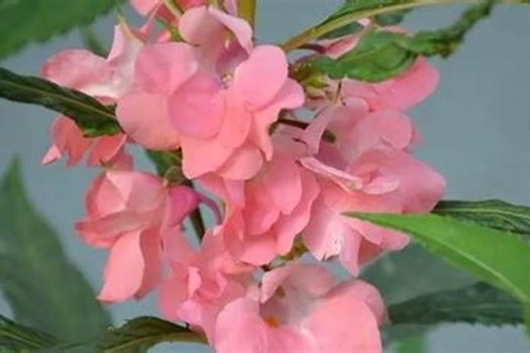怎么给凤仙花施肥
