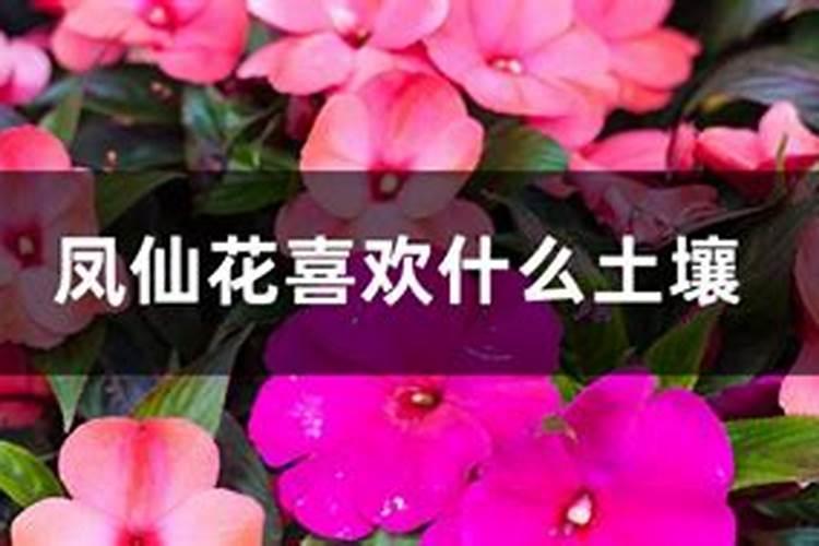 凤仙花施什么肥最好