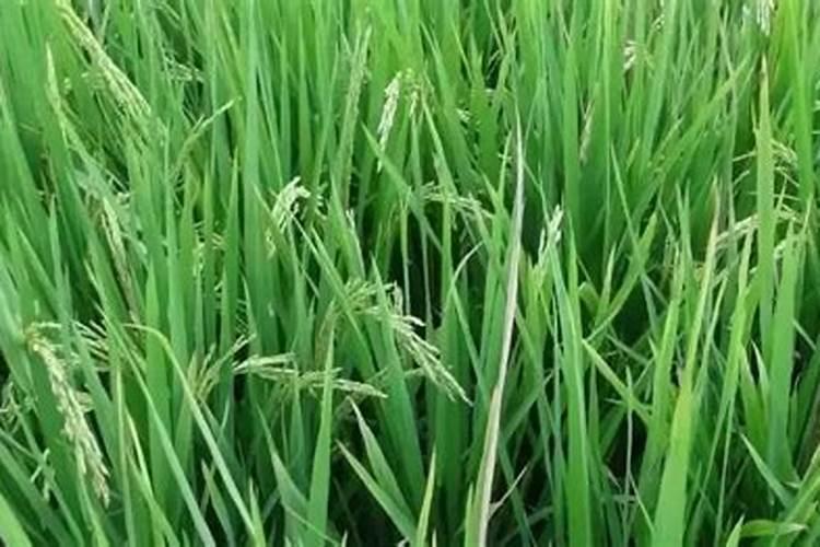 旱稻种植需要什么技术？