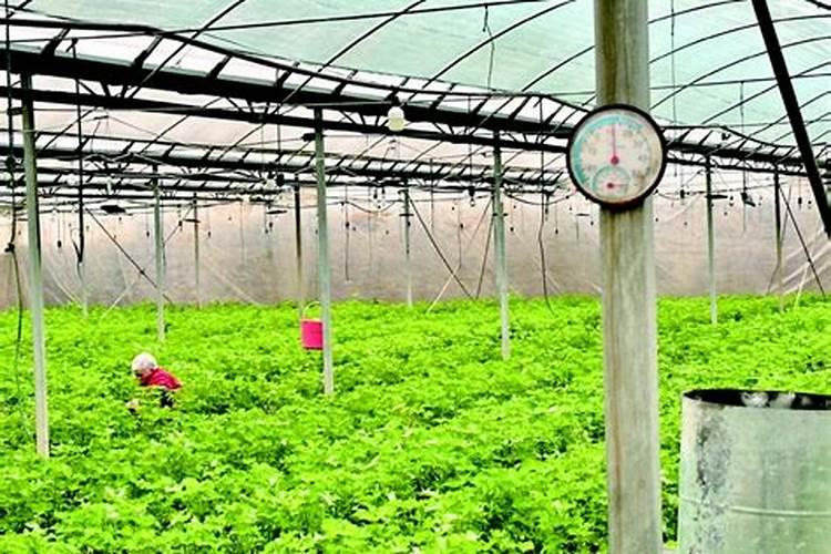 打农药温度32度能打吗