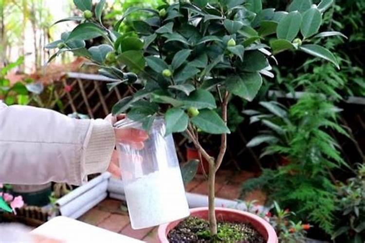 茶花应该多久施一次肥？