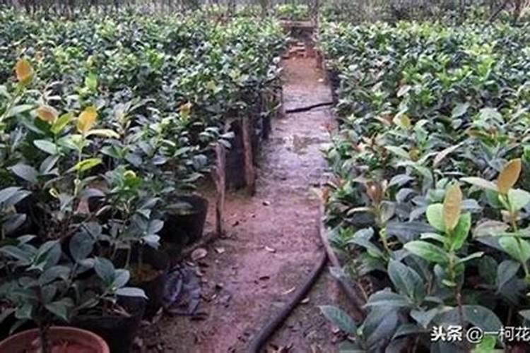 茶花什么时候施肥