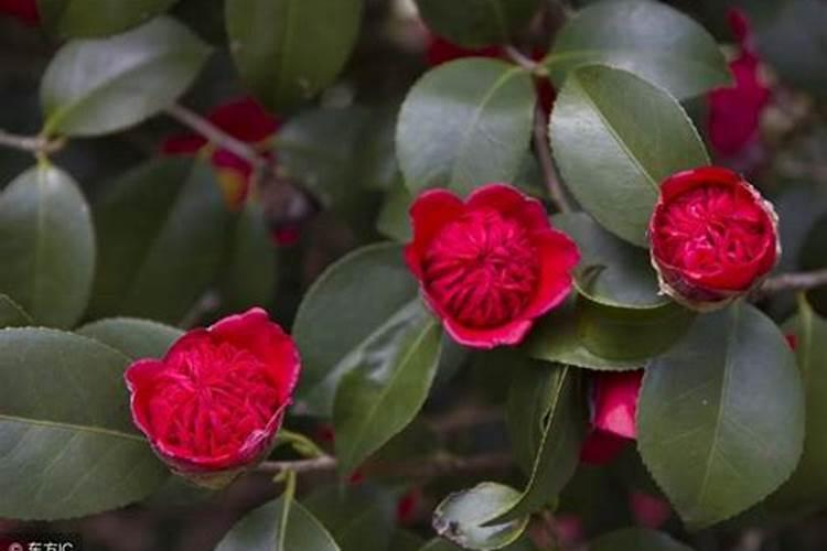 茶花施什么肥料最好