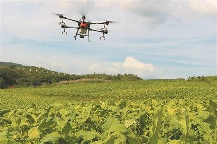 水稻叶面肥什么时候施最好水稻叶施肥注意事项