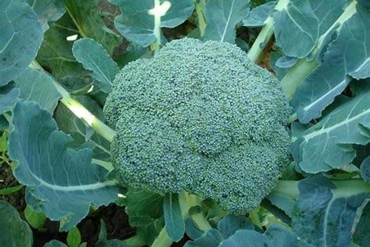青花菜田间管理 青花菜怎么养殖好