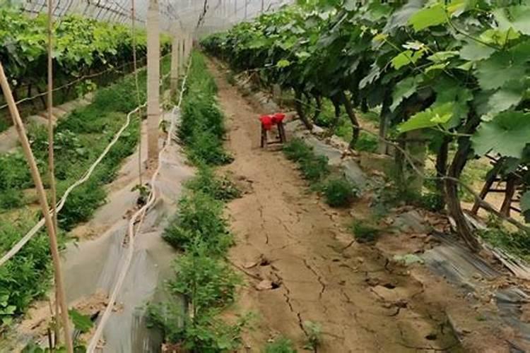 葡萄成熟期上什么肥料