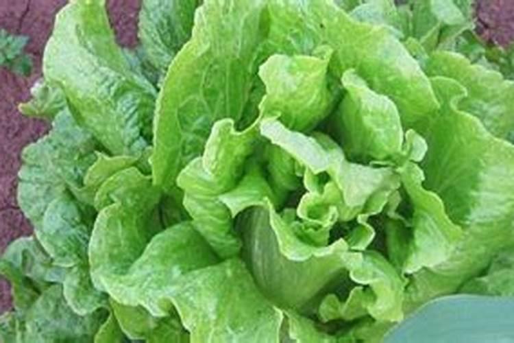 玉米打除草剂,24小时后可以用芸苔素吗？