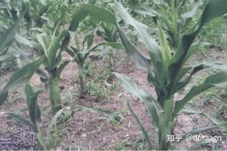 大白菜用什么肥料最好