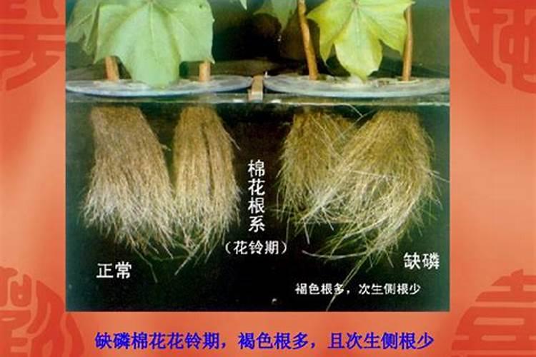 植物为什么分枝短 差磷肥吗