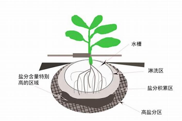想要补充硒,是选富硒食物还是富硒药品？