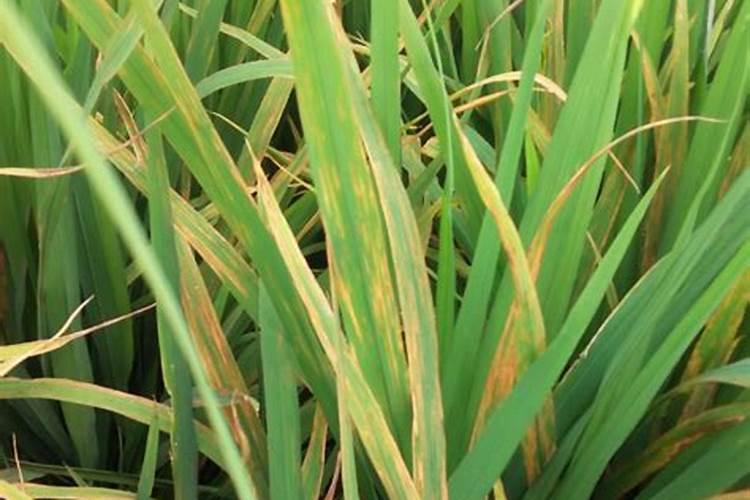 植物叶子发黄用什么肥,需及时的追施氮复合肥