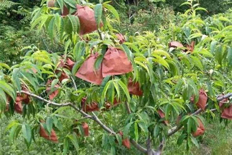 桃树套袋前三遍药都用什么药注意事项有哪些