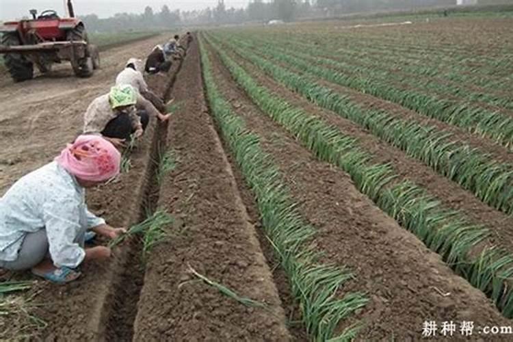 大葱什么时候施肥？大葱施肥有什么需要注意的？