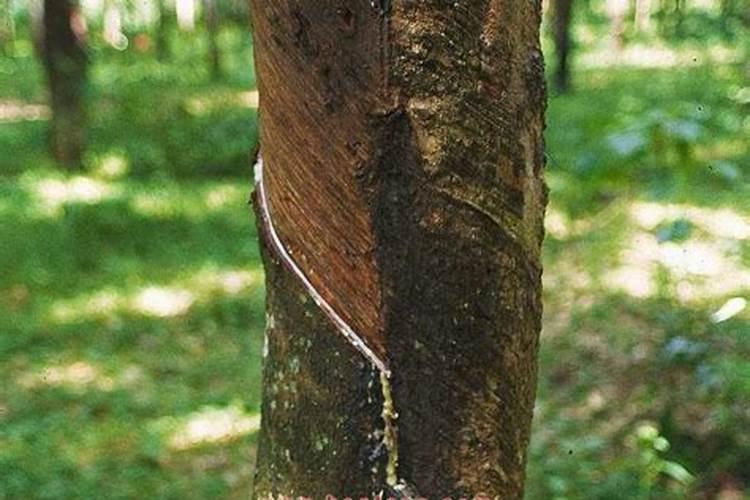 橡胶树喜欢化肥吗？你喜欢用什么肥料？