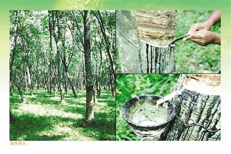 种植橡胶需要注意那几点？