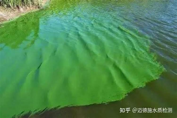 磷肥对鱼塘的作用及功能