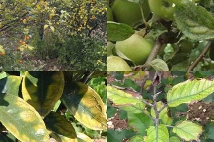 山楂树黄叶病虫害有哪些,怎么样管理才能高产？