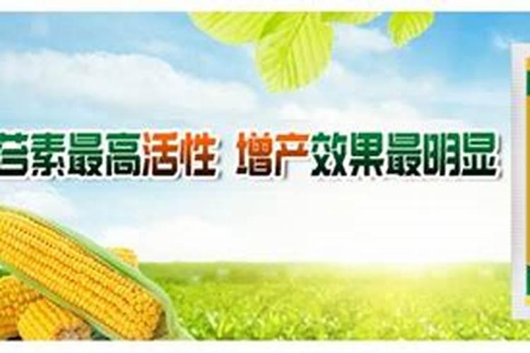 甜玉米和糯玉米哪个营养价值高