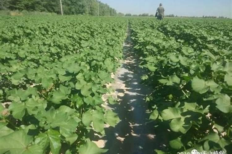 小麦在种植前应该施什么肥？施肥时需要注意什么？