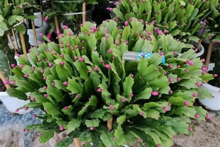 蟹爪兰开花期间怎么施肥最好