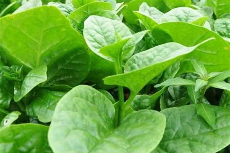 圆葱什么时候种植 什么时候种植圆葱