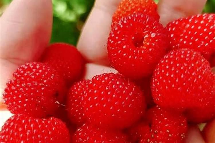 蟹爪兰结红果果预示什么？